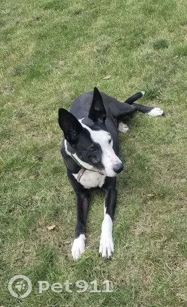 Chien noir et blanc perdu à Bondy - photo