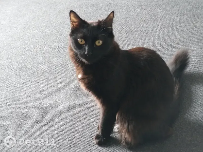 Chatte disparue Oreo, tache blanche sous le cou - photo