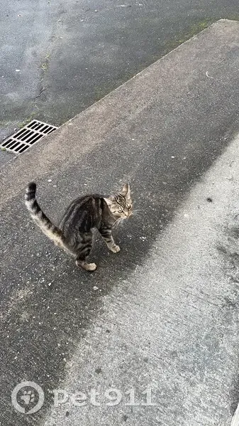 Chaton errant sociable trouvé à Rezé - photo