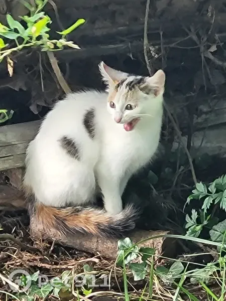 Chat trouvé Rue des Rottes Vertes, Villefrancœur - photo