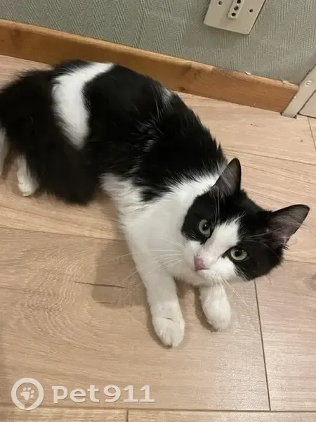 Chatte disparue à Seraincourt, noire et blanche - photo