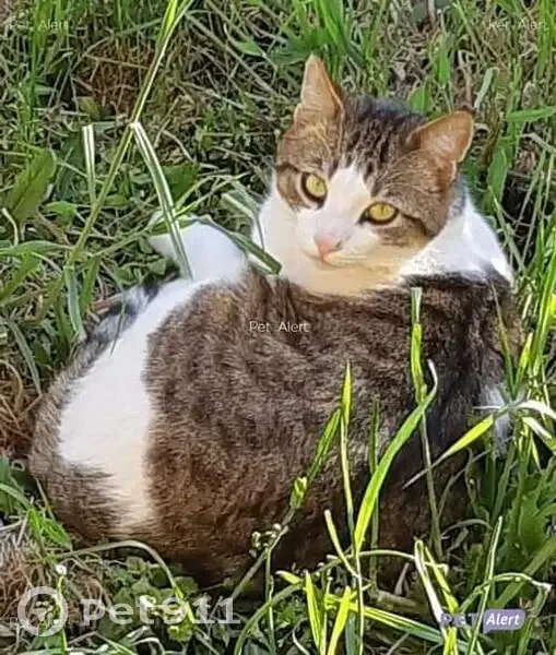Chat marron et blanc perdu à Tours-sur-Meymont - photo