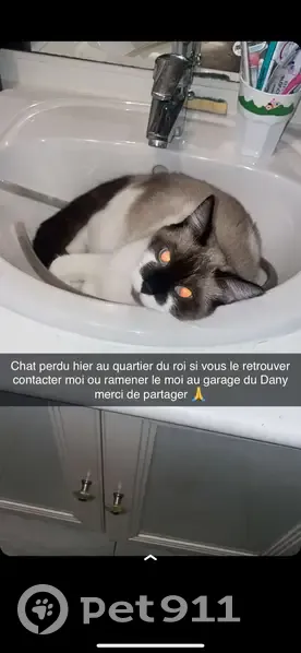 Chat balinais perdu à Woippy, rue d'Alsace - photo