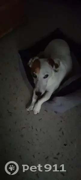 Chien Jackrussel disparu à Sommières : Narko - photo