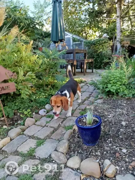 Beagle trouvé Rue des Goumerandes, Sainte-Marie - photo