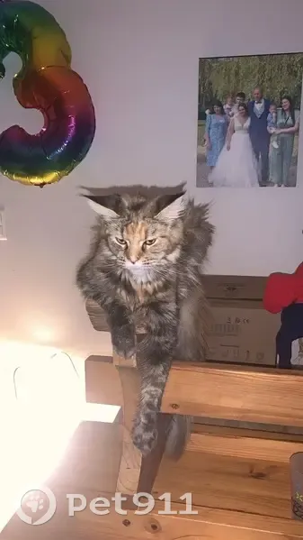 Chatte maine coon 18 mois perdue à Bessenay - photo