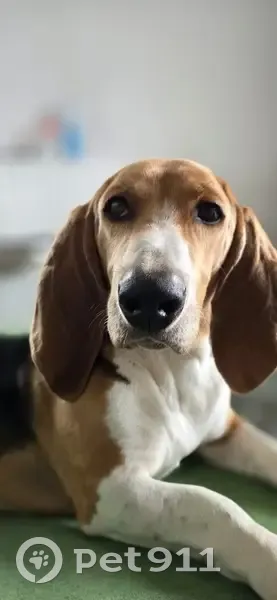 Chien perdu : Basset mâle Vestris, St-Georges - photo