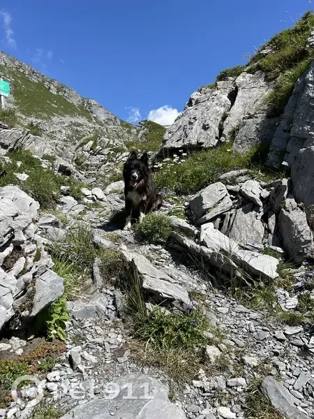 Chienne border collie perdue à Nangy - photo