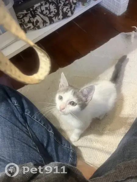 Chaton femelle gris/blanc trouvé à Labenne - photo