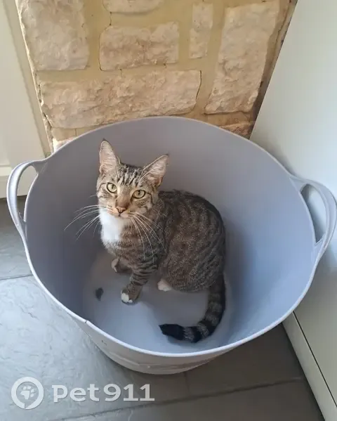 Chat tigré Woody disparu à Tourcoing - photo
