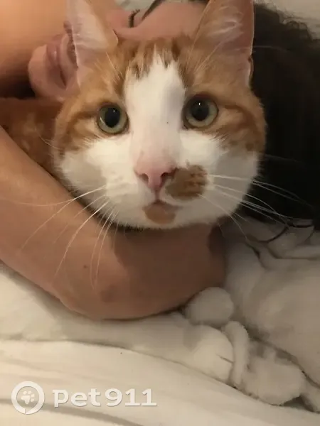Chat perdu: blanc et orange à Alaigne - photo