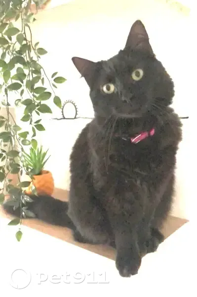 Chatte noire perdue à Saint-Lys, collier rose - photo