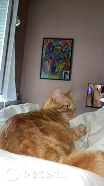 Chat roux de 2 ans perdu à Chambéry - photo
