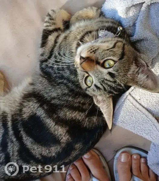 Chat perdu retrouvé avec collier à Argenteuil - photo