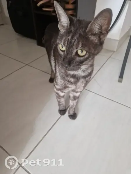 Chatte trouvée, malade, déclarée à l'Icad - photo