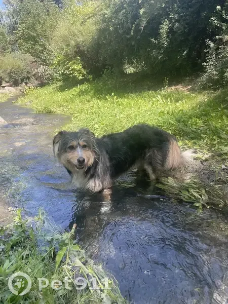 Chien tricolore disparu à Loudervielle - photo