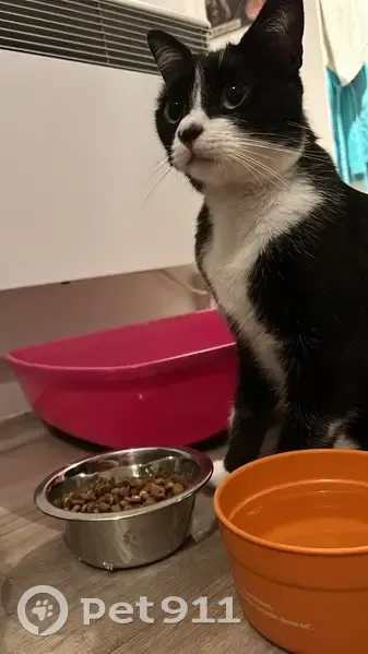 Petit chat noir et blanc trouvé à Marseille - photo