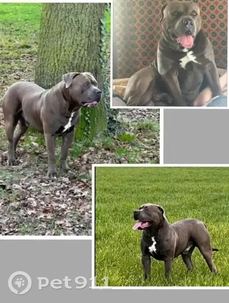American Bully XL gris perdu à Gien - photo