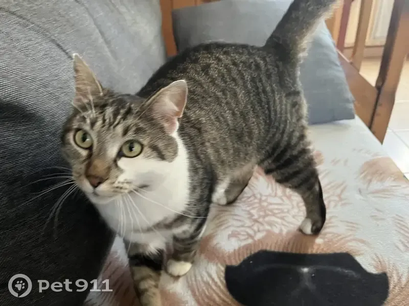 Chat tigré blanc et gris perdu à Rieux - photo