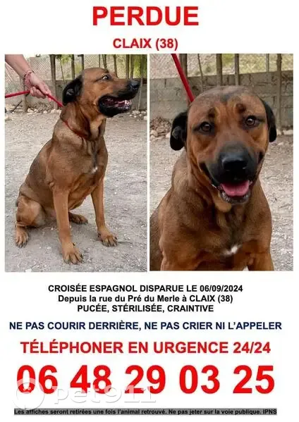 Chien beige perdu, Claix, Allée du Bosquet - photo