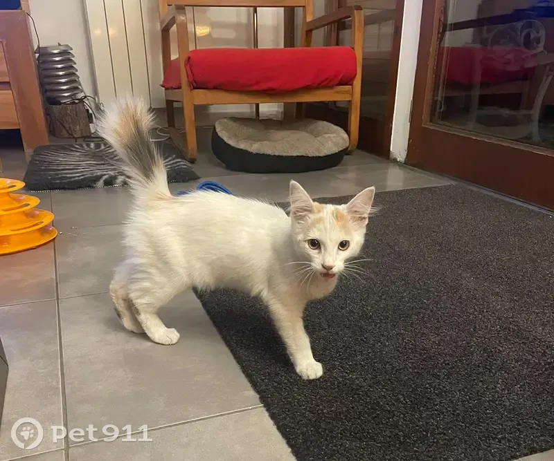 Chatte tricolore trouvée à Cugnaux - photo