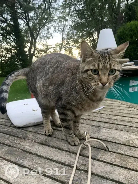 Chat mâle tigré disparu à Lugrin - photo