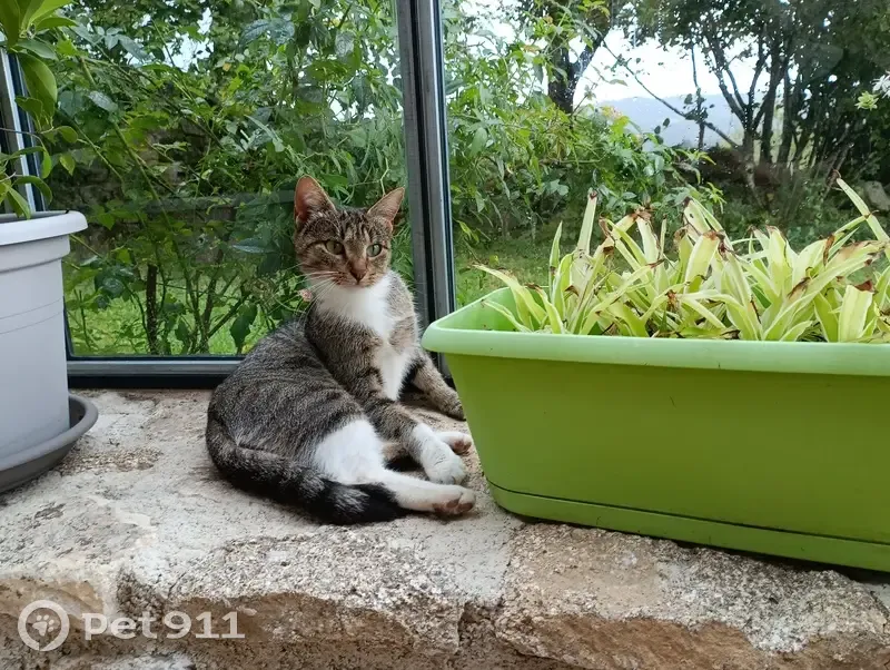 Chatte tricolore trouvée au Nayrac en septembre - photo