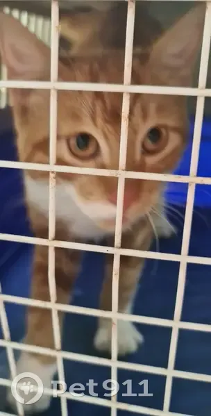 Chat trouvé dans un arbre à Quesnoy-sur-Deûle - photo