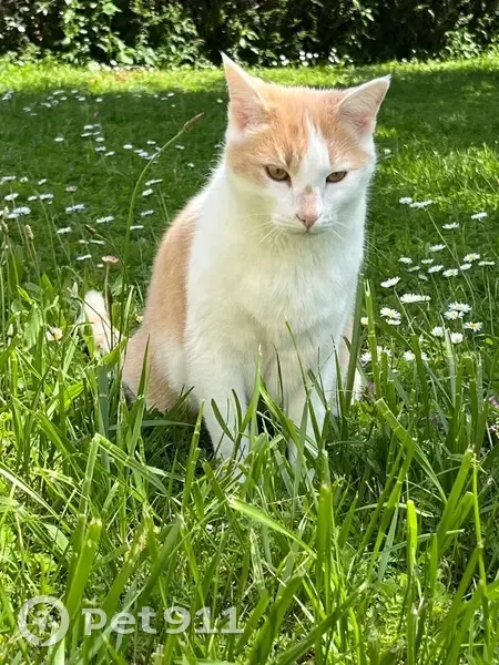 Chat mâle roux et blanc perdu à Doué-en-Anjou - photo