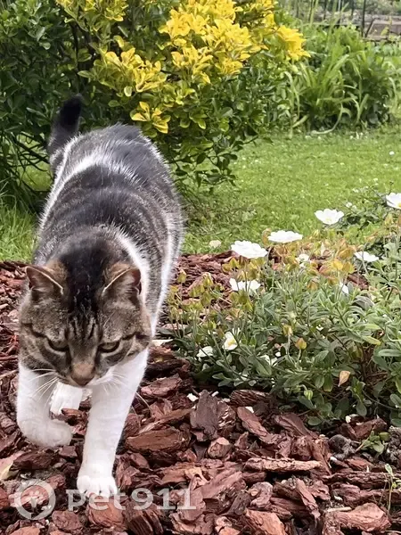 Chat sociable perdu à Buffard - photo