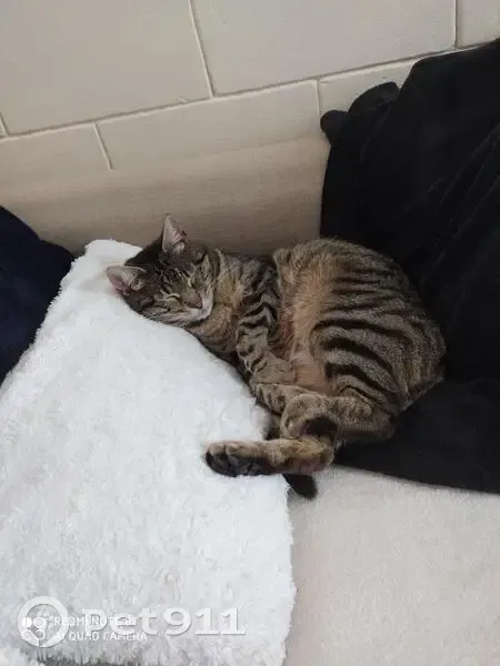 Chatte tigrée grise/beige disparue au Pecq - photo