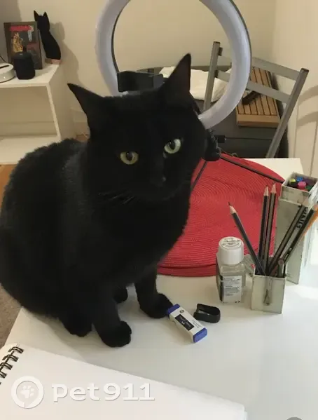 Chat noir 3 ans perdu à Pau, rue Castetnau - photo