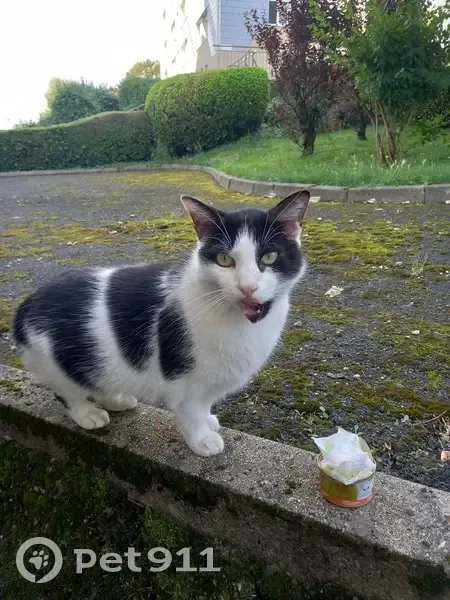 Chatte noire et blanche trouvée à Saint-Étienne - photo