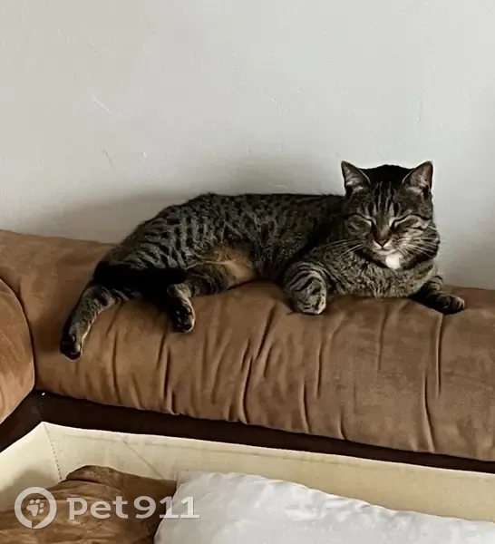 Chatte tigrée grise perdue à Migennes - photo