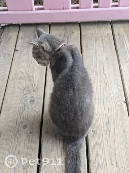 Petite chatte tigrée trouvée à Pézenas - photo