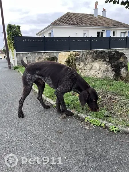 Chien errant sans collier à Hérouvillette - photo