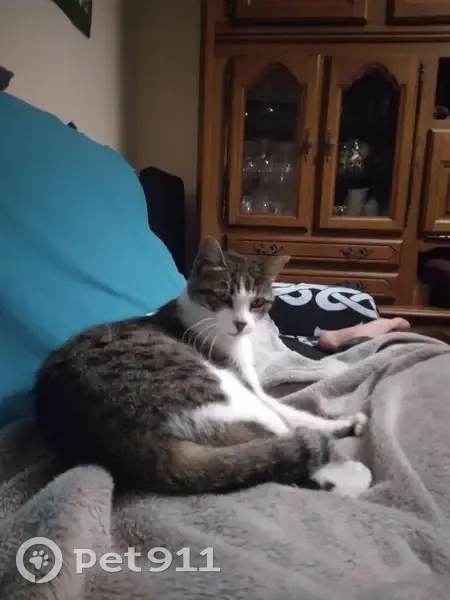 Chatte disparue: Blanquette, Bogève 79 - photo