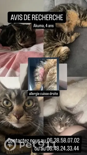 Chatte Européenne Perdue à Tourcoing - Akuma - photo