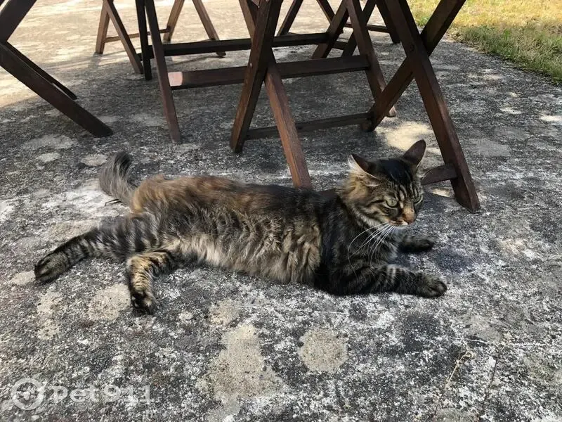 Chatte norvégienne perdue à Éterville - photo