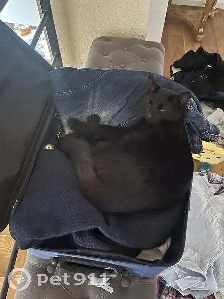 Chat noir perdu à Souleuvre en Bocage - photo