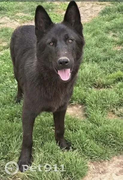 Chien Noir Alpha Disparu à Dijon - photo
