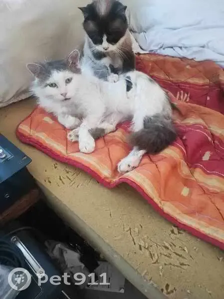 Chat mâle disparu après incendie à Valenciennes - photo