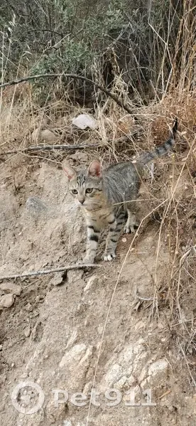 Chaton tigré perdu, très sociable à Ajaccio - photo