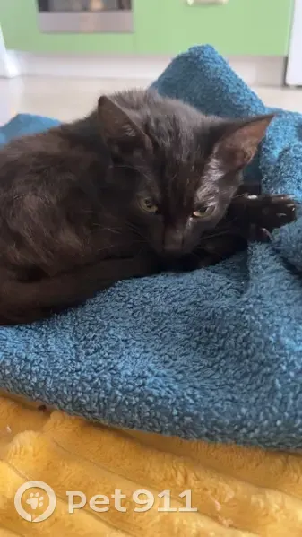 Chat trouvé, Belz (ff525295) - photo