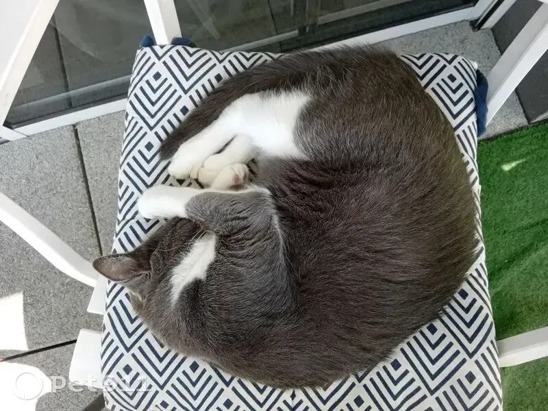 Chat disparu Garçon, Vannes (fl525301) - photo