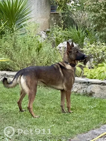Chien disparu Fille (fl525312) - photo