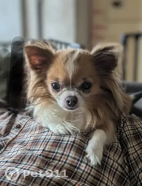 Chien disparu Garçon (fl525319) - photo