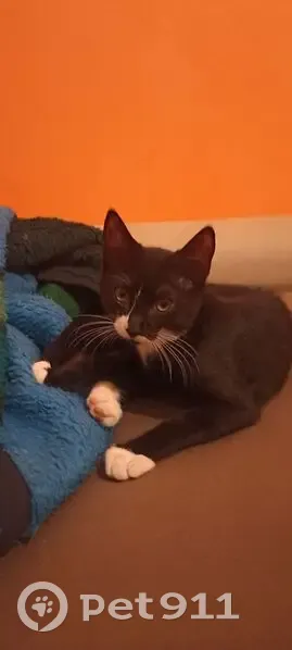 Chat disparu Garçon, Domène (fl525322) - photo