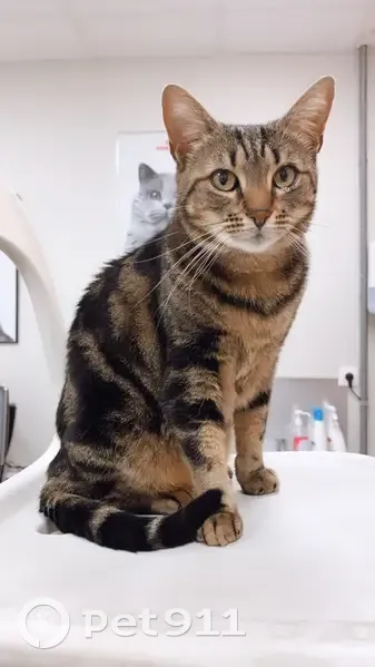 Chat disparu Fille, Vaujours (fl525326) - photo