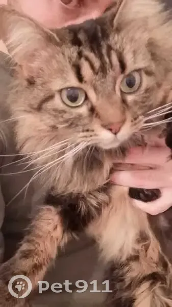 Chat disparu Fille, Miramas (fl525329) - photo